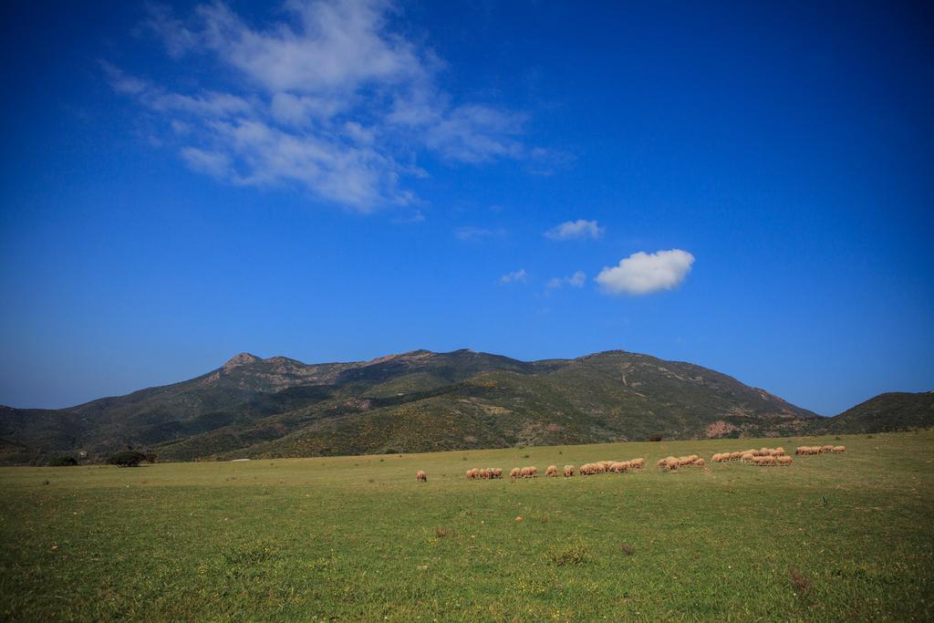 Agriturismo Il Ginepro 플루미니마조레 외부 사진